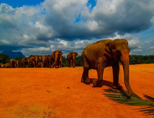 Sierociniec dla słoni – Pinnawala