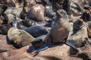 namibia cape cross seal reserve foki