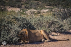 namibia etosha park narodowy lew lwica