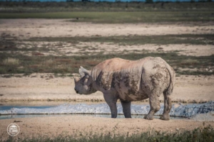 namibia park narodowy etosha national park nosorożec