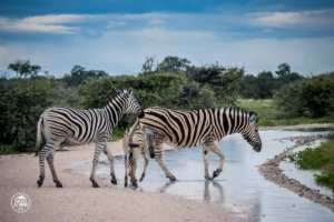 namibia etosha national park park narodowy zebry