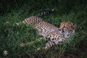 namibia cheetah conservation fund gepard