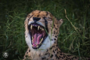 namibia cheetah conservation fund gepard