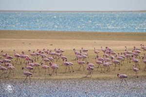 namibia walvis bay flamingi daleko od domu