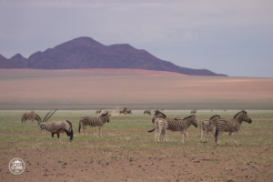 namibia namib-naukluft park narodowy zebry