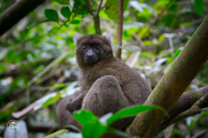 madagaskar madagascar ranomafana lemur 3