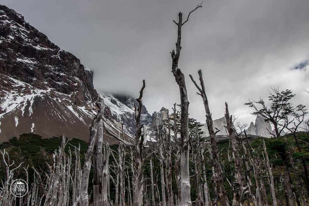 torres del paine trekking chile trekking w patagonia drzewa