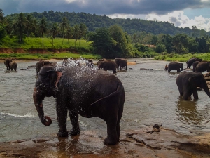 sri lanka pinnawala elephant orphange sierociniec dla sloni przemarsz sloni kapiel sloni