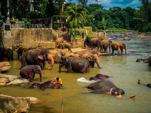 sri lanka pinnawala elephant orphange sierociniec dla sloni przemarsz sloni kapiel sloni