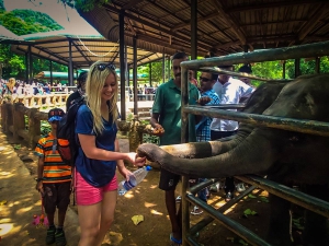sri lanka pinnawala elephant orphange sierociniec dla sloni przemarsz sloni karmienie sloni