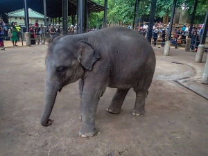 sri lanka pinnawala elephant orphange sierociniec dla sloni