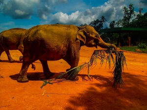 sri lanka pinnawala elephant orphange sierociniec dla sloni przemarsz sloni