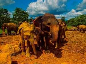 sri lanka pinnawala elephant orphange sierociniec dla sloni