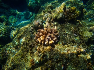 filipiny philippines camiguin rafa koralowa nurkowanie diving