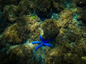 filipiny philippines camiguin rozgwiazda nurkowanie diving