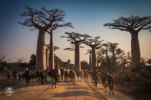 madagaskar madagascar aleja baobabow avenue of the baobabs zebu