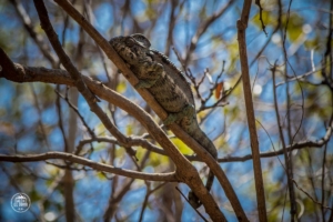 madagaskar madagascar anja community reserve kameleon