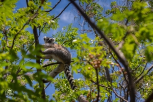 madagaskar madagascar anja community reserve lemur