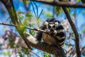 madagaskar madagascar anja community reserve lemur krol julian
