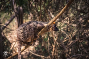 madagaskar madagascar isalo national park lemur