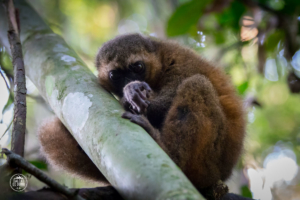 madagaskar madagascar ranomafana lemur