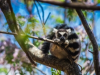 madagascar lemur madagaskar anja reserve thumbnail wpis