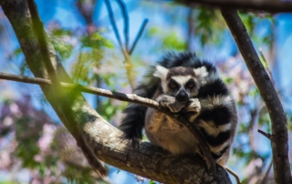 madagascar lemur madagaskar anja reserve thumbnail wpis