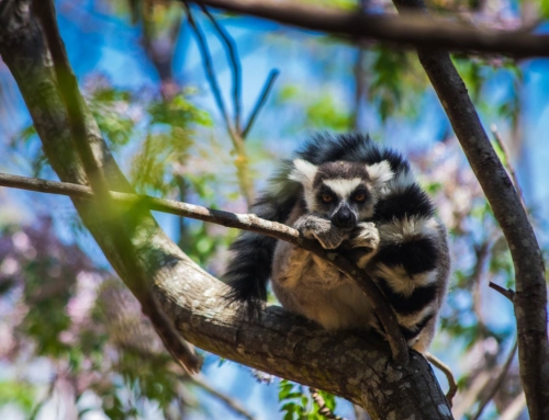 Madagaskar – Plan i koszt podróży