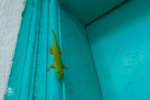 seszele seychelles praslin acquario guesthouse jaszczurka